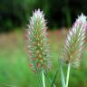 Fotografia 1 da espécie Trifolium angustifolium do Jardim Botânico UTAD