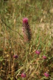 Fotografia da espécie Trifolium angustifolium