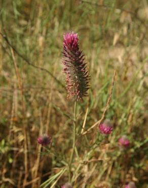 Fotografia 9 da espécie Trifolium angustifolium no Jardim Botânico UTAD