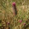 Fotografia 9 da espécie Trifolium angustifolium do Jardim Botânico UTAD