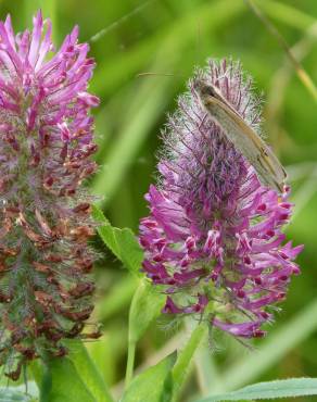 Fotografia 10 da espécie Trifolium angustifolium no Jardim Botânico UTAD