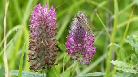 Fotografia da espécie Trifolium angustifolium