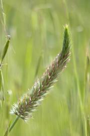 Fotografia da espécie Trifolium angustifolium