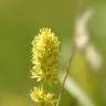Fotografia 1 da espécie Tofieldia calyculata do Jardim Botânico UTAD