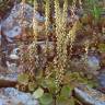 Fotografia 6 da espécie Umbilicus rupestris do Jardim Botânico UTAD