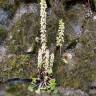 Fotografia 7 da espécie Umbilicus rupestris do Jardim Botânico UTAD