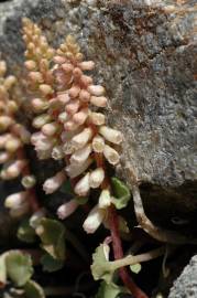 Fotografia da espécie Umbilicus rupestris