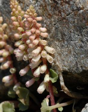 Fotografia 9 da espécie Umbilicus rupestris no Jardim Botânico UTAD