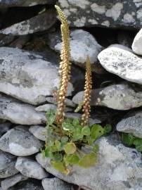 Fotografia da espécie Umbilicus rupestris