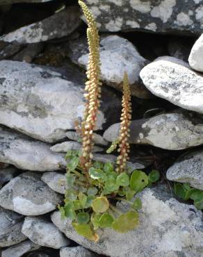 Fotografia 10 da espécie Umbilicus rupestris no Jardim Botânico UTAD