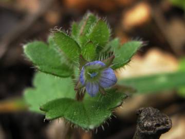 Fotografia da espécie Veronica hederifolia