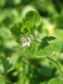 Fotografia da espécie Veronica hederifolia