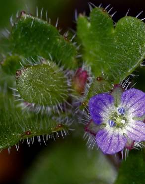 Fotografia 7 da espécie Veronica hederifolia no Jardim Botânico UTAD