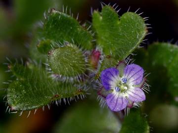 Fotografia da espécie Veronica hederifolia