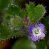 Fotografia 7 da espécie Veronica hederifolia do Jardim Botânico UTAD