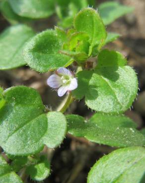 Fotografia 8 da espécie Veronica hederifolia no Jardim Botânico UTAD