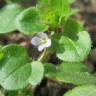 Fotografia 8 da espécie Veronica hederifolia do Jardim Botânico UTAD