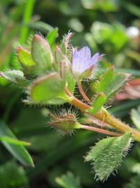 Fotografia da espécie Veronica hederifolia