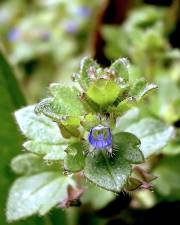 Fotografia da espécie Veronica hederifolia