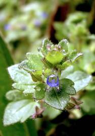 Fotografia da espécie Veronica hederifolia