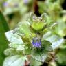 Fotografia 1 da espécie Veronica hederifolia do Jardim Botânico UTAD