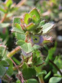 Fotografia da espécie Veronica hederifolia