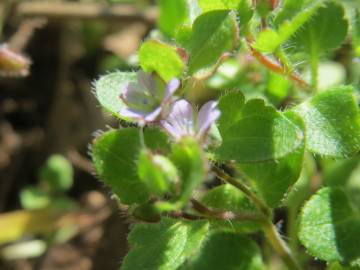 Fotografia da espécie Veronica hederifolia