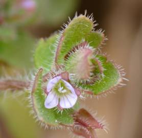 Fotografia da espécie Veronica hederifolia