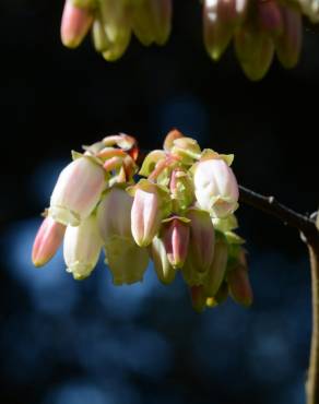 Fotografia 6 da espécie Vaccinium corymbosum no Jardim Botânico UTAD