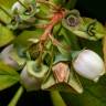 Fotografia 7 da espécie Vaccinium corymbosum do Jardim Botânico UTAD