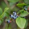 Fotografia 10 da espécie Vaccinium corymbosum do Jardim Botânico UTAD