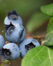 Fotografia da espécie Vaccinium corymbosum