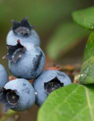 Vaccinium corymbosum