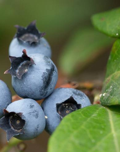 Fotografia de capa Vaccinium corymbosum - do Jardim Botânico