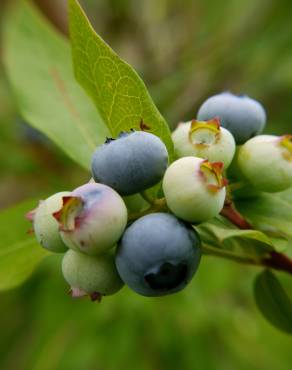 Fotografia 12 da espécie Vaccinium corymbosum no Jardim Botânico UTAD