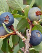 Fotografia da espécie Vaccinium myrtillus