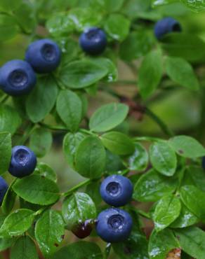 Fotografia 5 da espécie Vaccinium myrtillus no Jardim Botânico UTAD