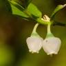 Fotografia 9 da espécie Vaccinium myrtillus do Jardim Botânico UTAD