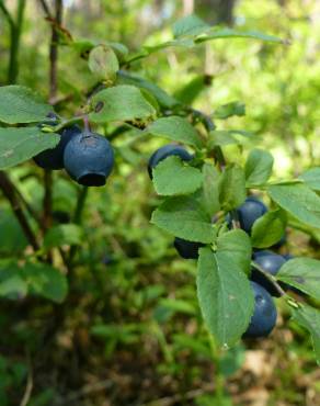 Fotografia 11 da espécie Vaccinium myrtillus no Jardim Botânico UTAD