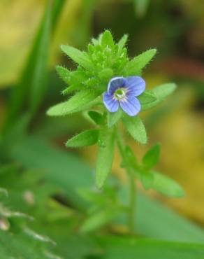 Fotografia 7 da espécie Veronica arvensis no Jardim Botânico UTAD