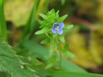 Fotografia da espécie Veronica arvensis