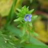 Fotografia 7 da espécie Veronica arvensis do Jardim Botânico UTAD