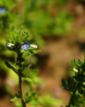 Fotografia 10 da espécie Veronica arvensis no Jardim Botânico UTAD