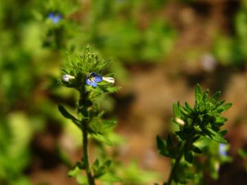 Fotografia da espécie Veronica arvensis