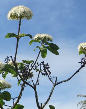 Fotografia 3 da espécie Viburnum lantana no Jardim Botânico UTAD