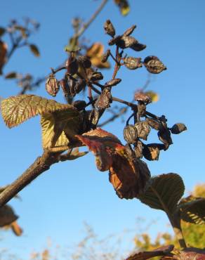 Fotografia 5 da espécie Viburnum lantana no Jardim Botânico UTAD