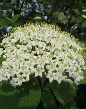 Fotografia 7 da espécie Viburnum lantana no Jardim Botânico UTAD