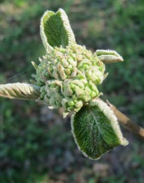 Fotografia 8 da espécie Viburnum lantana no Jardim Botânico UTAD