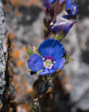 Fotografia 11 da espécie Veronica arvensis no Jardim Botânico UTAD