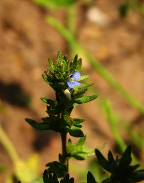 Fotografia 12 da espécie Veronica arvensis no Jardim Botânico UTAD